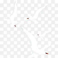 白色海鸥夏天-空若网 白色海鸥夏天-空若网