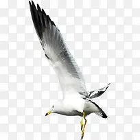 ����İ�ɫ��Ÿ-������