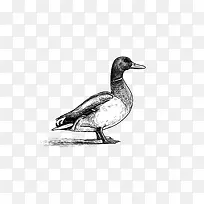 �ֻ�Ѽ��-������