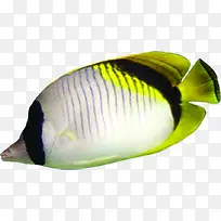 �ֻ��ɫ�ɰ��ȴ���-������