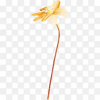 橙色素描花朵-空若网 橙色素描花朵-空若网