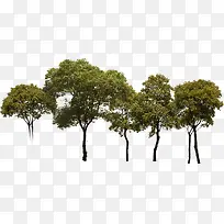 ��������ɫ��ľ-������