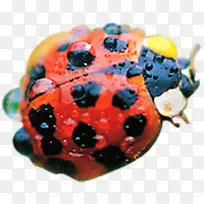 可爱时尚创意瓢虫设计-空若网 可爱时尚创意瓢虫设计-空若网