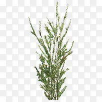 Ãâ¿Ù͸Ã÷µÄÂÌÊ÷Ö¦-¿ÕÈôÍø Ãâ¿Ù͸Ã÷µÄÂÌÊ÷Ö¦-¿ÕÈôÍø