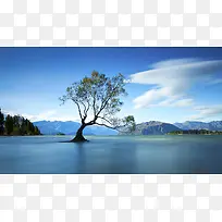 生命顽强倾斜大树-空若网 生命顽强倾斜大树-空若网