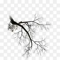 树枝-空若网 树枝-空若网