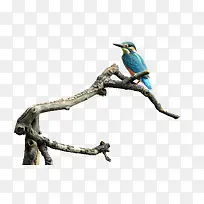 枯树枝上的小鸟-空若网 枯树枝上的小鸟-空若网