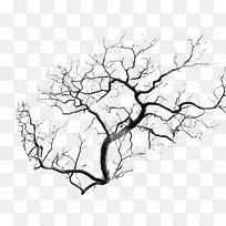 枯树枯树枝-空若网 枯树枯树枝-空若网
