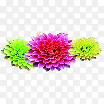 摄影颜色效果花朵-空若网 摄影颜色效果花朵-空若网