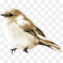 手绘灰白色麻雀-空若网 手绘灰白色麻雀-空若网