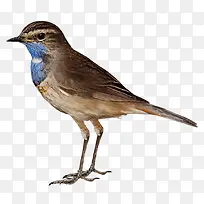 鸟动物鸟麻雀-空若网 鸟动物鸟麻雀-空若网