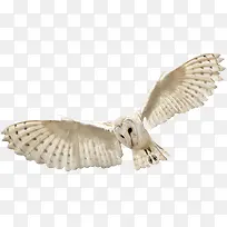 飞起的老鹰-空若网 飞起的老鹰-空若网