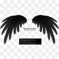 拉翼-空若网 拉翼-空若网