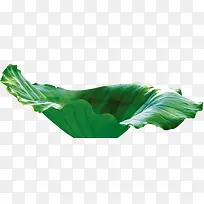 高清摄影水中莲叶-空若网 高清摄影水中莲叶-空若网