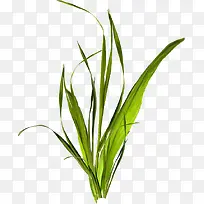 À¼»¨²ÝpngËØ²Ä-¿ÕÈôÍø À¼»¨²ÝpngËØ²Ä-¿ÕÈôÍø