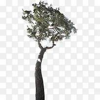 高清摄影合成树木效果-空若网 高清摄影合成树木效果-空若网