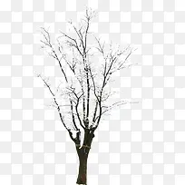 高清摄影创意合成树木造型-空若网 高清摄影创意合成树木造型-空若网
