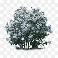 创意合成高清创意树木造型-空若网 创意合成高清创意树木造型-空若网