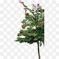 高清创意花卉树木摄影合成-空若网 高清创意花卉树木摄影合成-空若网