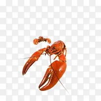 食物-空若网 食物-空若网