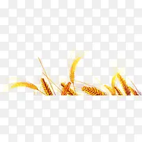 金色小麦健康食物产品-空若网 金色小麦健康食物产品-空若网