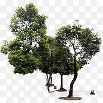 树-空若网 树-空若网