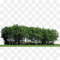 植物 树 森林 树叶-空若网 植物 树 森林 树叶-空若网