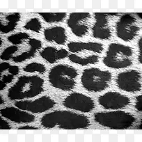 豹纹背景图-空若网 豹纹背景图-空若网