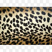 豹纹面料背景-空若网 豹纹面料背景-空若网