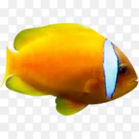 热带鱼夏季促销模板-空若网 热带鱼夏季促销模板-空若网