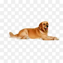 可爱大金毛-空若网 可爱大金毛-空若网