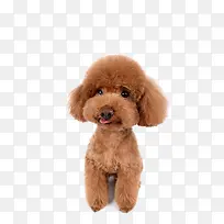 棕色泰迪-空若网 棕色泰迪-空若网