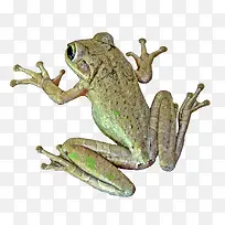 青蛙-空若网 青蛙-空若网