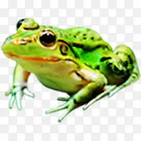 可爱手绘绿色青蛙-空若网 可爱手绘绿色青蛙-空若网