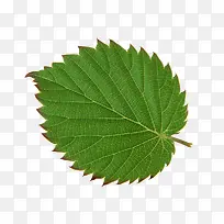 高清摄影绿色的绿叶-空若网 高清摄影绿色的绿叶-空若网