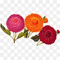 ��ɫʢ������ֲ��-������