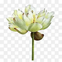 洁白盛开荷花插画-空若网 洁白盛开荷花插画-空若网