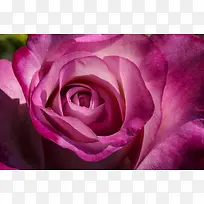 ����ʢ����Ӱ�ز�-������