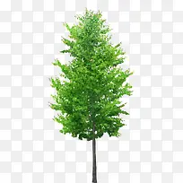 �ߴ�ֱͦ�Ĵ���-������