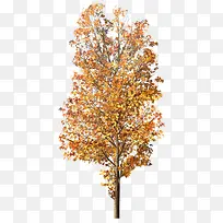 高达枫叶树实物-空若网 高达枫叶树实物-空若网