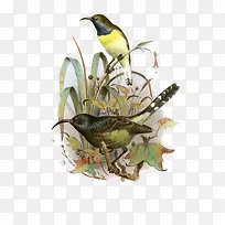 手绘水彩花鸟画-空若网 手绘水彩花鸟画-空若网