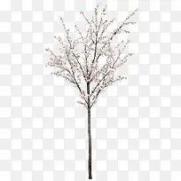 白色花树-空若网 白色花树-空若网