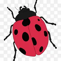 七星瓢虫-空若网 七星瓢虫-空若网