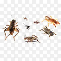 蟋蟀动物-空若网 蟋蟀动物-空若网