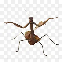 螳螂-空若网 螳螂-空若网