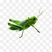 绿蚱蜢-空若网 绿蚱蜢-空若网