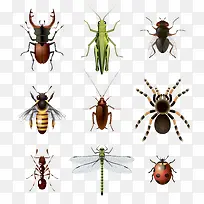 矢量昆虫-空若网 矢量昆虫-空若网