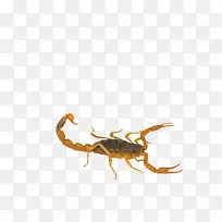 黄蝎子-空若网 黄蝎子-空若网