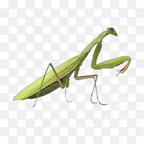 螳螂-空若网 螳螂-空若网