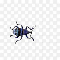 彩色虫-空若网 彩色虫-空若网